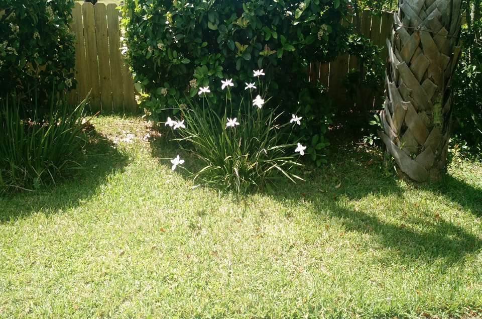 Spring Iris In Bloom