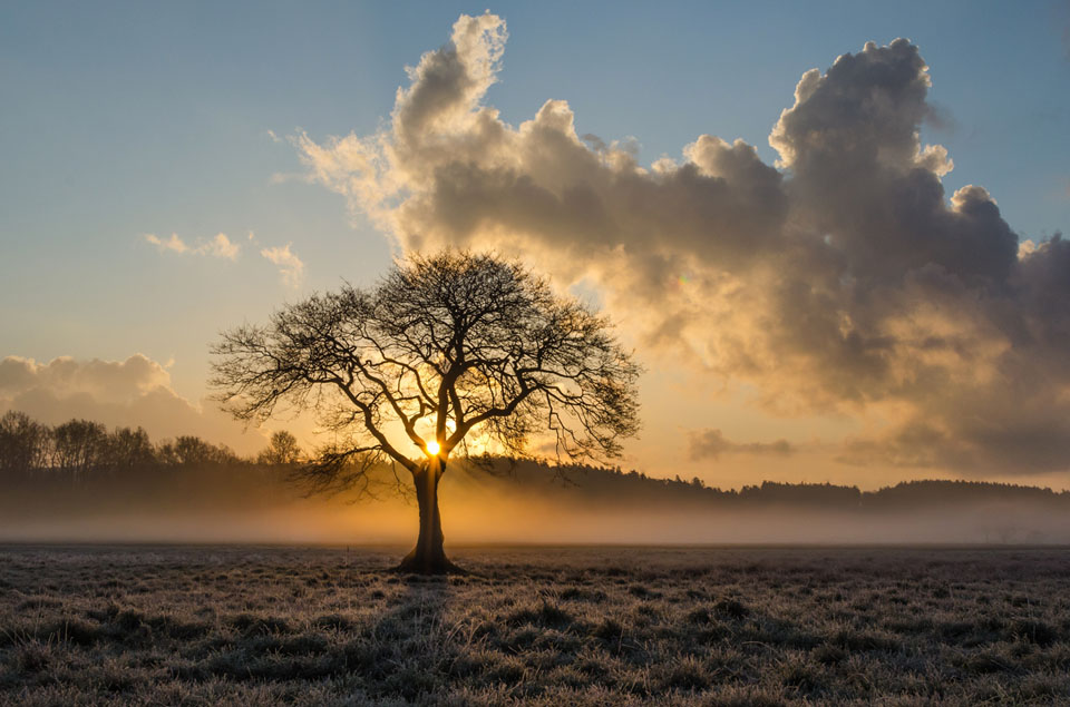 Honor And Courage One Tree